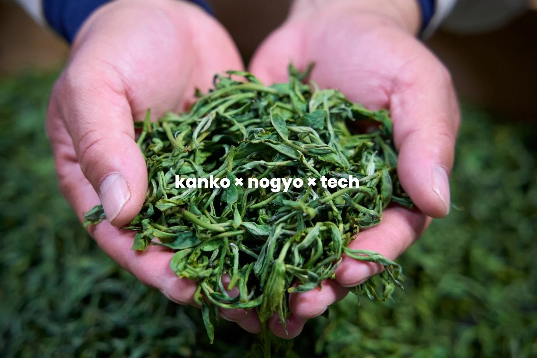 dozo Inc.｜ZEN TEA BREW – 日本茶×お酒の新体験を世界へ